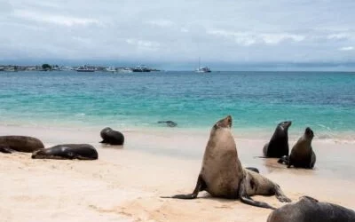Galápagos Living Lab for Energy Innovation