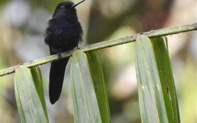 Lundin Gold Y La Universidad Técnica Particular De Loja (UTPL) Estudian Especies Clave De La Amazonía Para Impulsar Su Conservación
