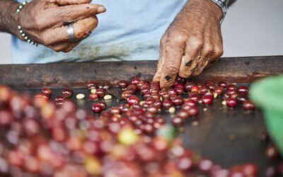 Grupo Entregas – Café que Cruza Fronteras: Análisis de la Expansión Internacional del Café Ecuatoriano